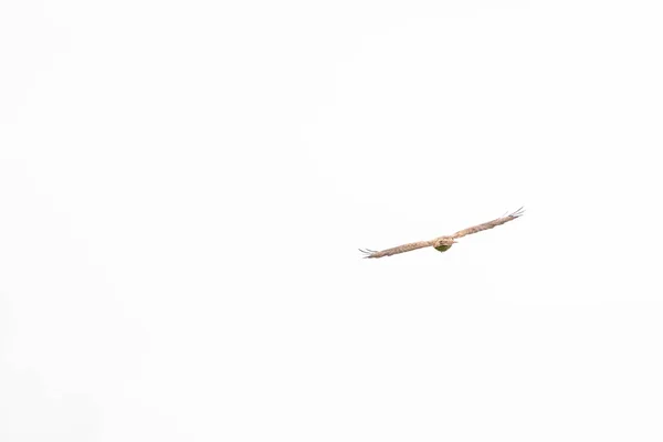 Oiseau Butor Commun Oiseau Prière Buteo Buteo Vol Contre Ciel — Photo