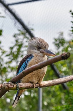 Mavi kanatlı yalıçapkını, dalda oturan kuş. Vahşi yaşam, kuş gözlemi.