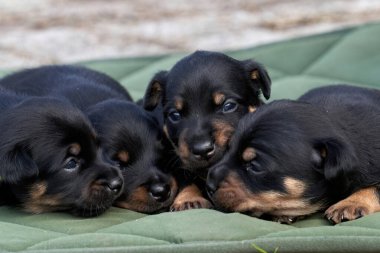 Jack Russell teriyer köpekleri. Yakından bir portre, yeşil bir kumaşın üzerine uzan..