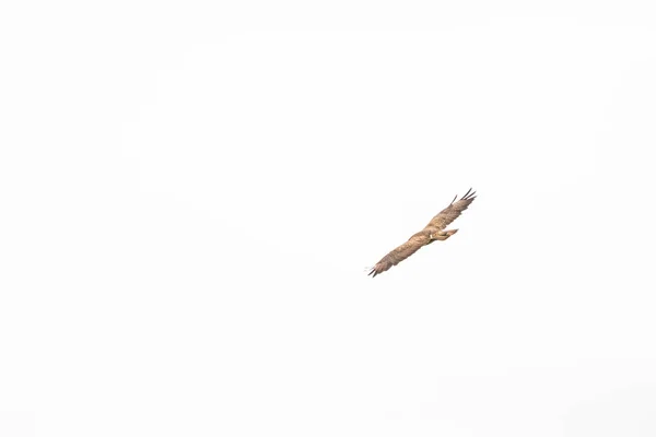 Ein Gemeiner Mäusebussard Pray Bird Buteo Buteo Flug Vor Weißem — Stockfoto