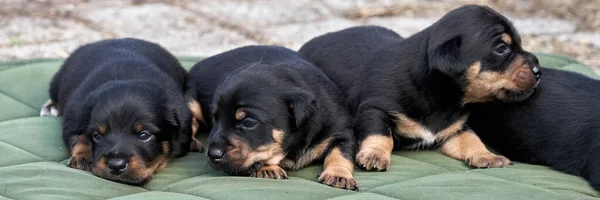 Jack Russell Terrier Welpen Porträt Großaufnahme Auf Einem Grünen Tuch — Stockfoto