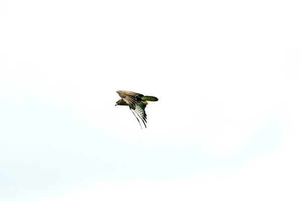 Oiseau Butor Commun Oiseau Prière Buteo Buteo Vol Contre Ciel — Photo