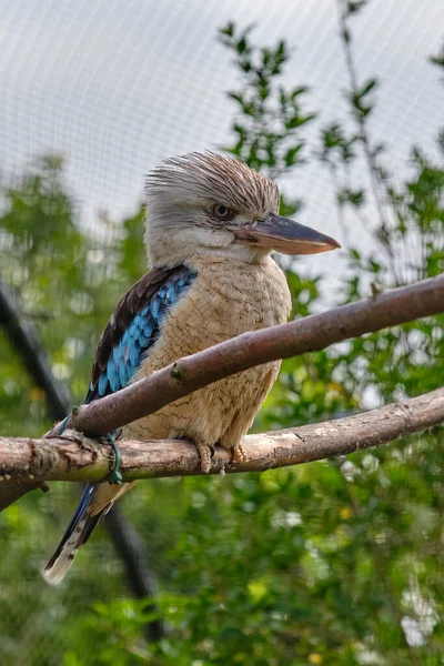Blue Winged Kookaburra Bird Sitting Branch Wildlife Bird Watching — Stock Photo, Image