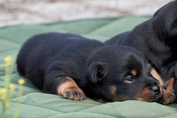 Jack Russell Terrier Welpen Porträt Großaufnahme Auf Einem Grünen Tuch — Stockfoto