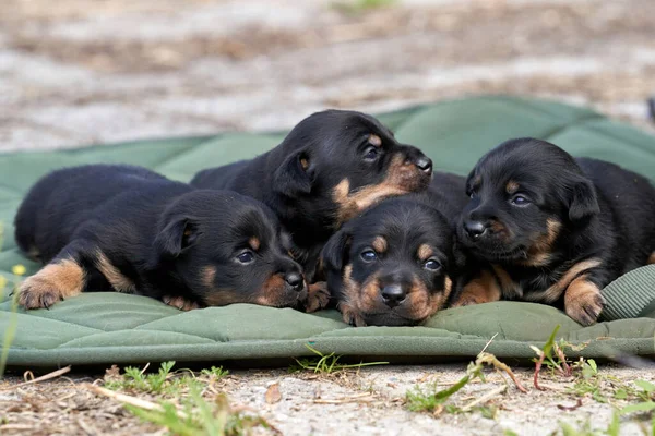 Jack Russell Terriër Puppies Close Portret Liggen Een Groene Doek — Stockfoto