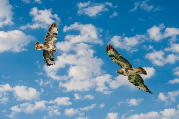 İki akbaba, dua kuşu, buteo buteo, dramatik mavi gökyüzüne karşı uçuyor. Bileşik fotoğraf.