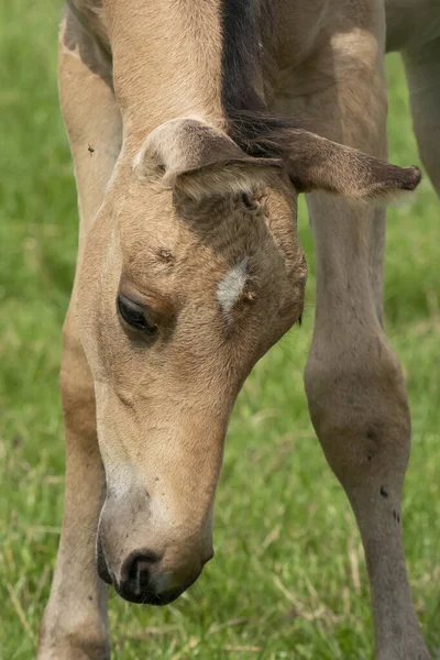 Poulain Attentif Couleur Faucon Avec Tête Crinière Gros Plan — Photo