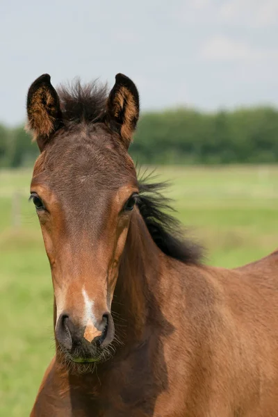 Attentive brown foal with head and mane in close-up.
