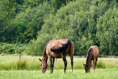 Kahverengi bir tay ve kahverengi bir kısrak tarlada otluyor, çayır, at.
