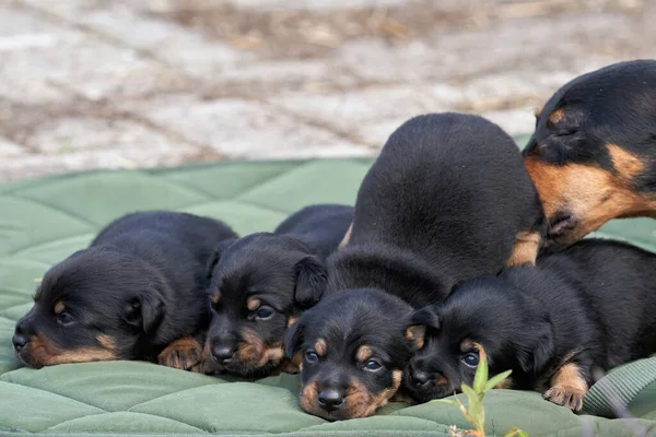 Jack Russell Terrier Welpen Porträt Großaufnahme Auf Einem Grünen Tuch — Stockfoto