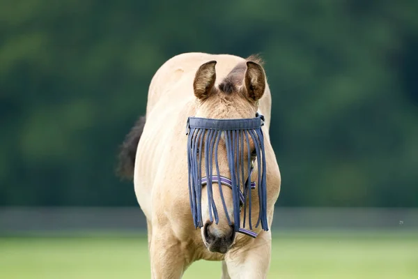 Ein Falkenfarbenes Fohlen Auf Dem Feld Mit Fliegenmaske Weide Pferd — Stockfoto