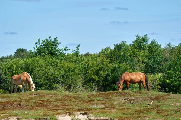 Exmoor Hästar Betar Betesmarken Hästras Som Används För Naturvård — Stockfoto