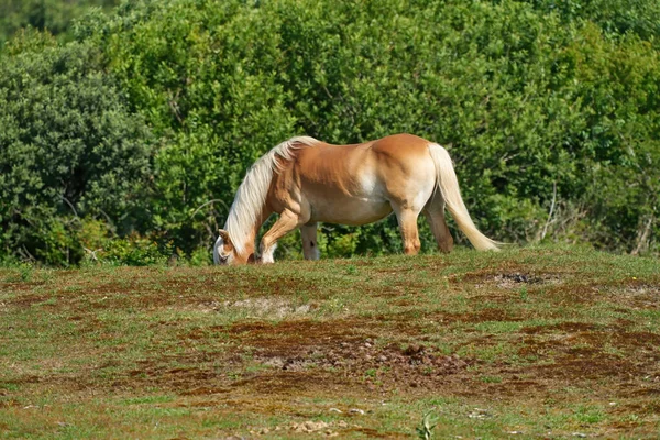 Exposer Pâturage Des Chevaux Sur Pâturage Une Race Cheval Utilisée — Photo