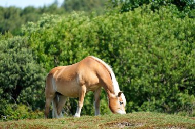  Otlakta Exmoor atı otluyor. Doğa koruma yönetimi için kullanılan bir at cinsi..              
