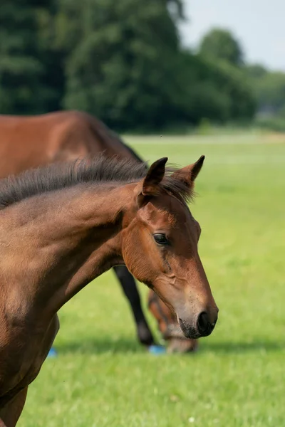 Attentive brown foal with head and mane in close-up.