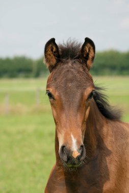 Dikkatli kahverengi tay, yakın plan başı ve yelesi ile..