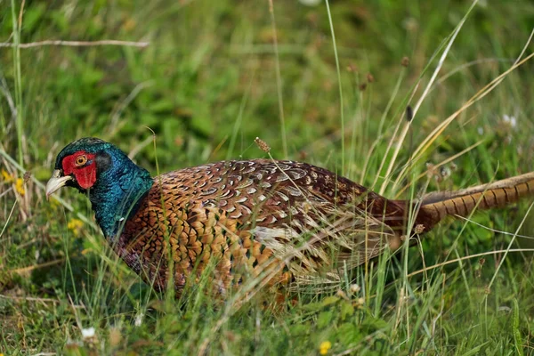 Pájaro Faisán Está Prado Medio Flores Campo Hierba —  Fotos de Stock