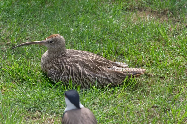 Uma Linda Garota Curlew Caçando Por Comida Campo Gramado — Fotografia de Stock