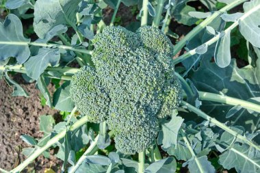 Taze Brokoli yeşili. Bu brokoli hala toprağa ekilmiş ve henüz toplanmamış. Sağlık, Brokoli, beslenme, yeşil, taze, vejetaryen.