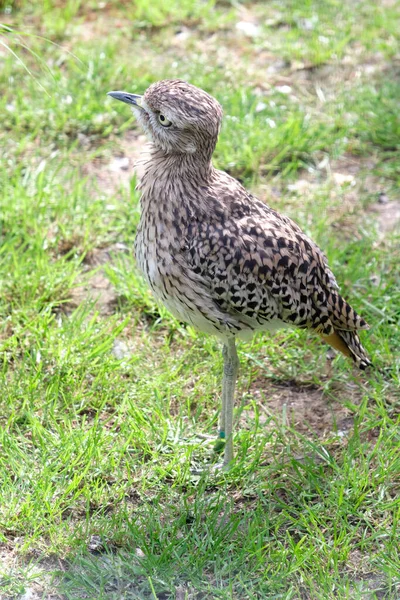 Söt Curlew Brud Jakt Mat Gräsbevuxen Fält — Stockfoto