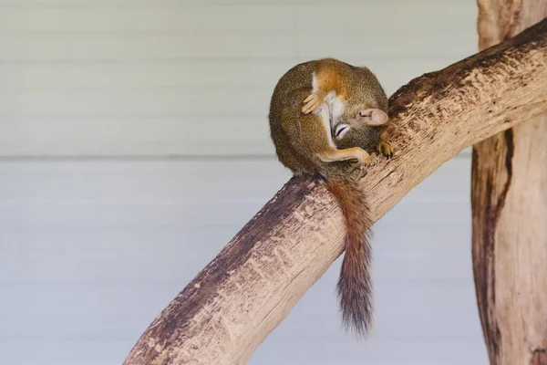 Ένας Σκίουρος Των Τρωκτικών Σκίουρος Εντοπίστηκε Κορμό Δέντρου Κυνηγετική Διάθεση — Φωτογραφία Αρχείου