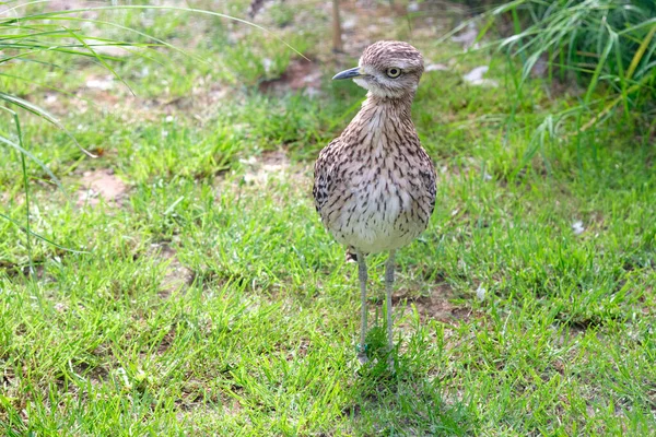 Söt Curlew Brud Jakt Mat Gräsbevuxen Fält — Stockfoto