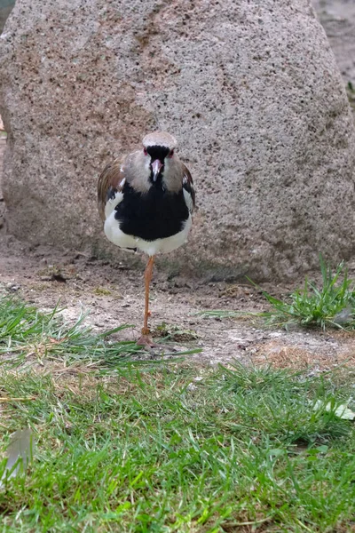 Chilenska Lapwing Promenader Grönt Gräs Sett Ovanifrån — Stockfoto