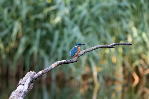 Pescador Rei Comum Alcedo Nisto Pássaro Sentado Galho Acima Água — Fotografia de Stock