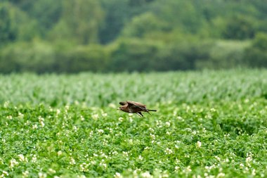 Yaygın bir akbaba, buteo buteo, bahar sahasında, kanatlarını açmış bir akbaba, metin için yer alıyor..