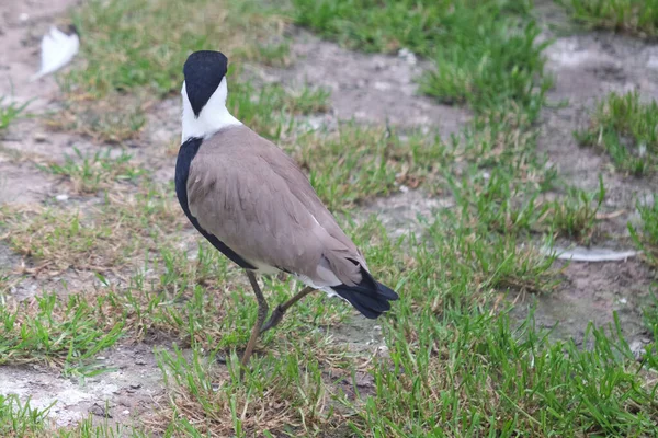 Chilenska Lapwing Promenader Grönt Gräs Sett Ovanifrån — Stockfoto