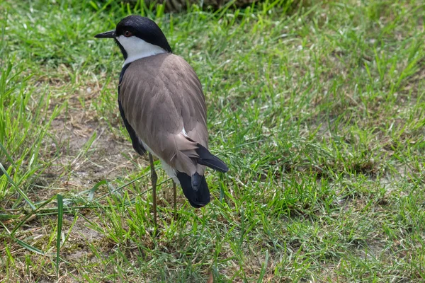 Χιλιανός Lapwing Περπάτημα Στο Πράσινο Γρασίδι Φαίνεται Από Ψηλά — Φωτογραφία Αρχείου