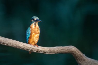Malachite Kingfisher - Alcedo Cristata, güzel küçük mavi ve turuncu nehir balıkçısı. Kopyalama alanı ile