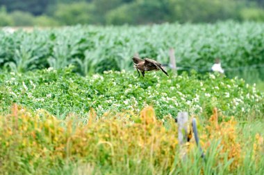 Yaygın bir akbaba, buteo buteo, bahar sahasında, kanatlarını açmış bir akbaba, metin için yer alıyor..