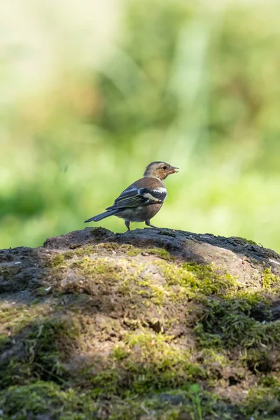 House Sparrow Passer Domesticus Sta Een Rots Zon — Stockfoto