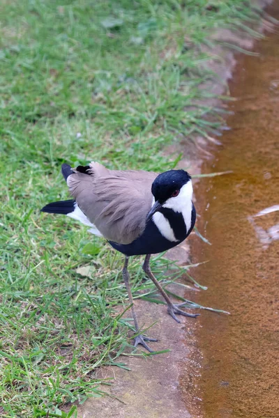 Chilenska Lapwing Promenader Vid Vattnet Sett Ovanifrån — Stockfoto