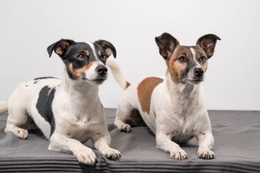 İki kahverengi, siyah ve beyaz Jack Russell Terrier stüdyoda poz veriyor.