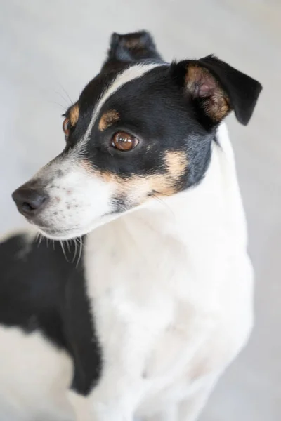 Brown, černobílý Jack Russell teriér pes pózující ve studiu, část těla, na bílém pozadí, kopírovací prostor — Stock fotografie