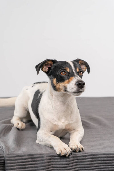 Young brown, black and white Jack Russell Terrier posing in a studio, the dog looks to the right, copy space.