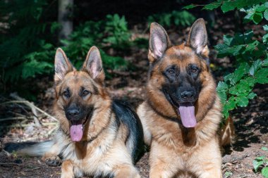 İki güzel Alman çoban köpeği ormanda birlikte yatıyor. Köpeğin kafasında güneş ışığı parlıyor. Dilleri ağızlarından fırlıyor. Arka planda ağaçlar.