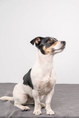 Genç, kahverengi, siyah beyaz Jack Russell Terrier stüdyoda poz veriyor, köpek sağa bakıyor, boşluğu kopyalıyor..