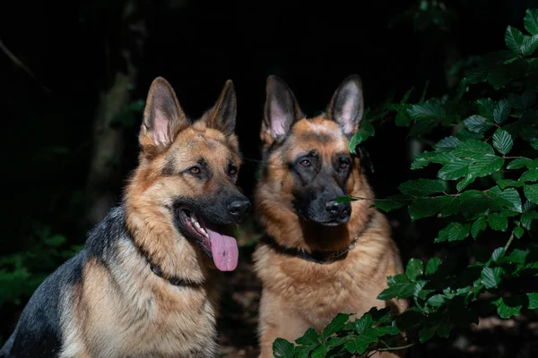 Portræt Smukke Tyske Hyrdehunde Sidder Sammen Skoven Close Sollys Hundehoveder - Stock-foto