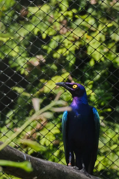Greater Blue Eared Starling Glitters Beautifully Sun Shines — Stock Photo, Image