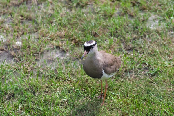 Crowned Lapwing Walking Looking Insects Seen — Stock Photo, Image