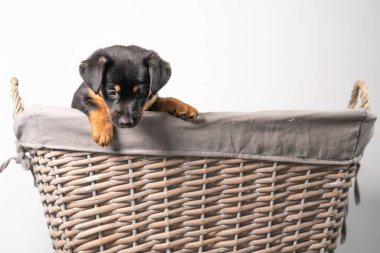 Beyaz bir arka planda izole edilmiş hasır sepette duran sevimli bir Jack Russel Terrier yavrusunun portresi..
