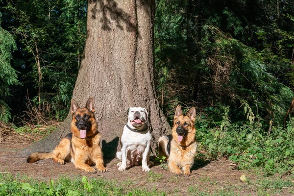 Trzy Psy Lesie Dwa Owczarki Niemieckie Stary Angielski Buldog Siedzący — Zdjęcie stockowe