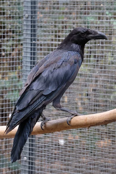 Grande Raven Comum Preto Está Sentado Ramo — Fotografia de Stock