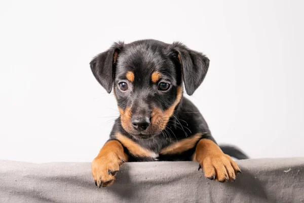 Porträt Eines Entzückenden Jack Russel Terrier Welpen Einem Weidenkorb Isoliert — Stockfoto