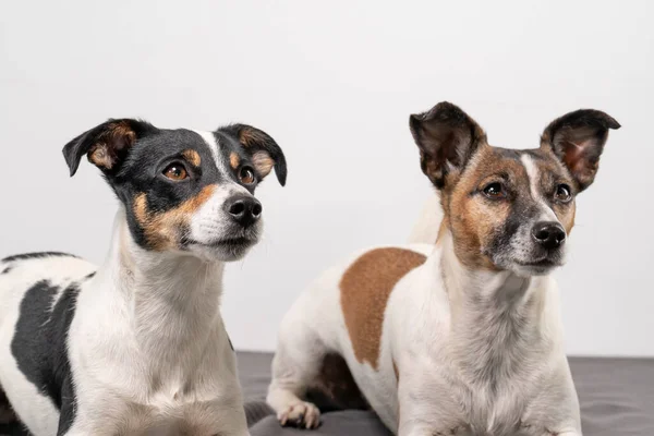 Dos Jack Russell Terrier Color Marrón Blanco Negro Posando Estudio — Foto de Stock