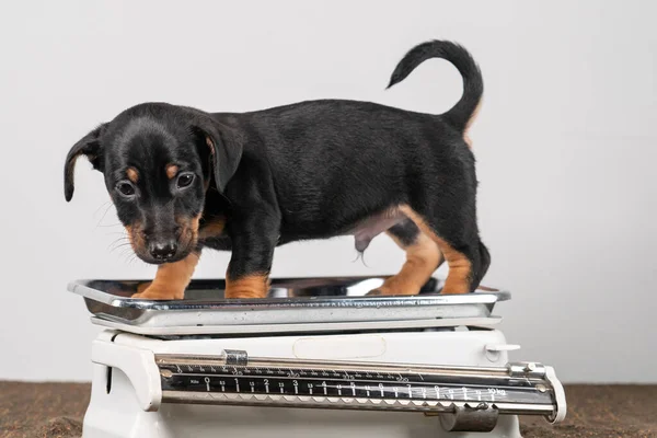 Portret Uroczego Psa Jacka Russela Terriera Szczeniak Stoi Wadze Niemowlęcej — Zdjęcie stockowe