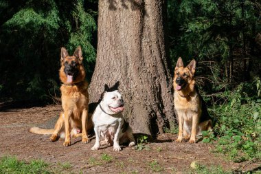 Ormanda üç köpek, iki Alman çoban köpeği ve büyük bir ağacın önünde oturan yaşlı bir İngiliz bulldog. Köpeğin kafasında gün ışığı parlıyor, dilleri ağızlarından fırlıyor. Doğal ortam.